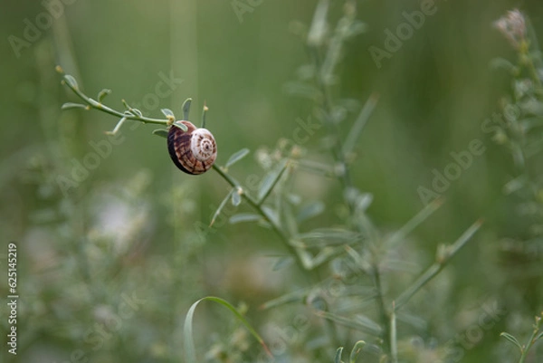 Obraz snail on a green leaf