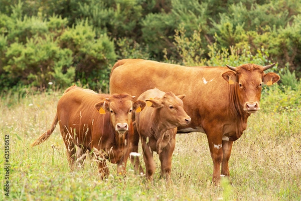 Fototapeta cows grazing in green grassy fields with trees in the background , Galician blond breed