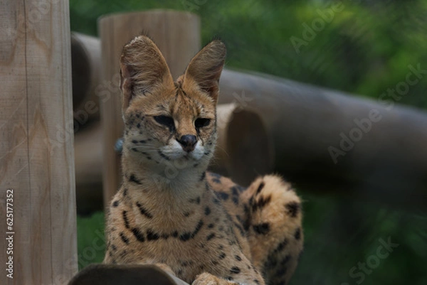 Obraz 動物園のサーバルキャット