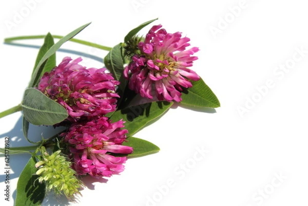 Fototapeta Clover flowers lie on a white isolated background.	