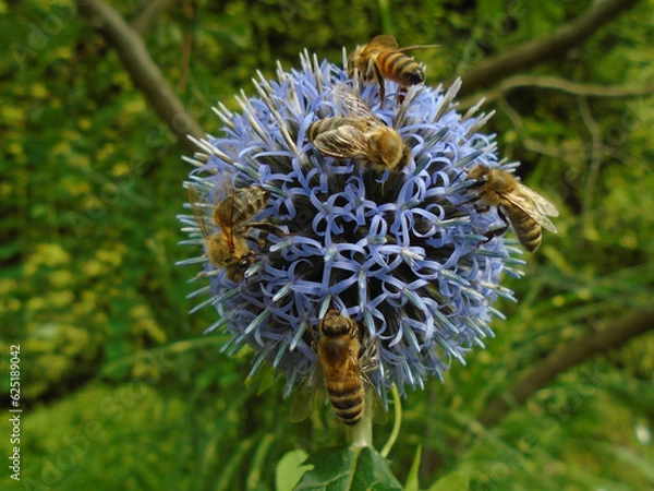 Fototapeta Echinops (globe thistle) and bees in the garden - macro