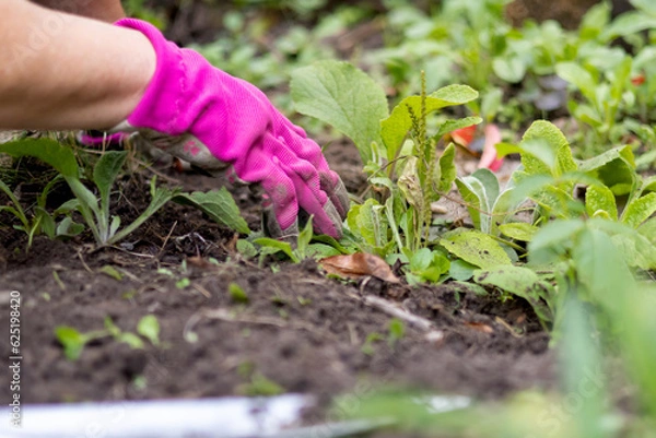 Fototapeta Detail shot of a gloved worker removing weeds from a cultivated bed. Perfect for landscaping services, lawn care advertising, and property upkeep materials. No recognizable person.
