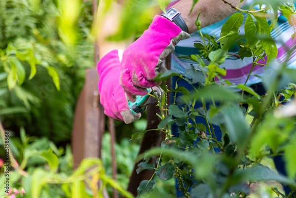 Fototapeta Close up of women in gloves working in the garden. Sunny sommer day