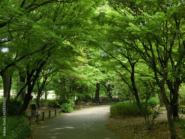 Obraz 新緑の森の小径