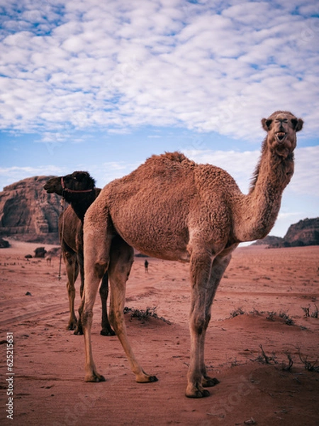 Obraz camel in the desert