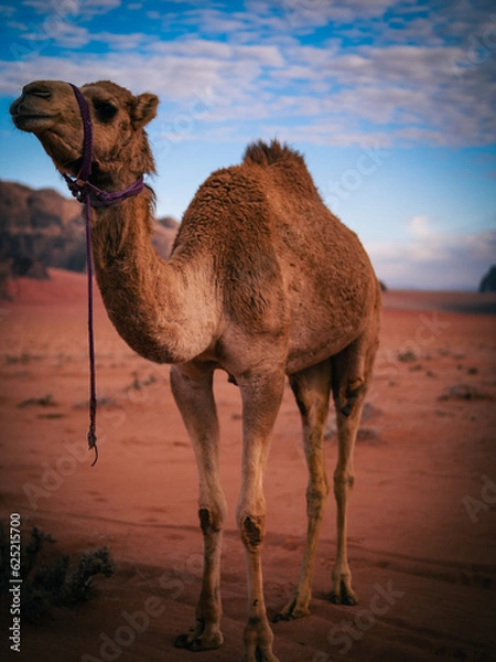 Obraz camel in the desert