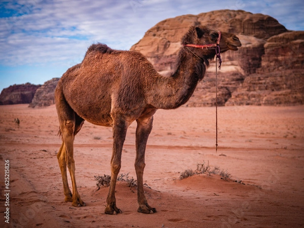 Obraz camel in the desert