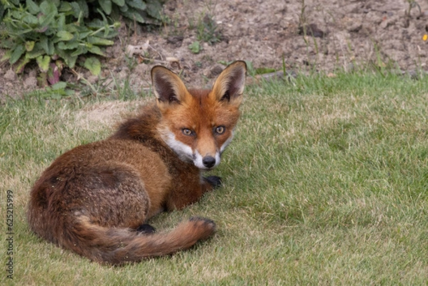 Fototapeta Close-up of a Red Fox, Vulpes vulpes, in an English garden