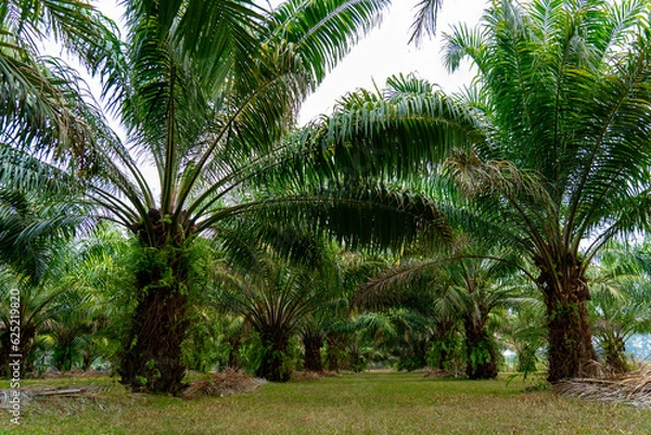 Fototapeta Landscape of date fruit palm trees stand tall in tropical Asia plantations, agricultural rural environments proper fertilization and pruning are essential for healthy date palms to grow for biofuel
