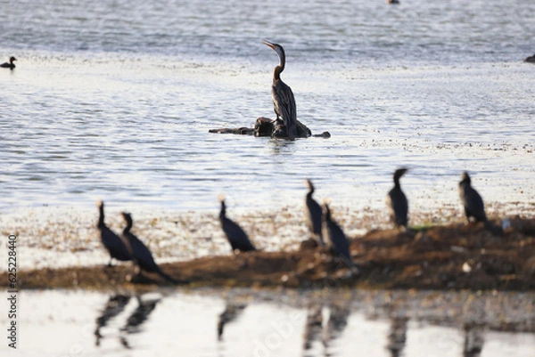 Obraz A snake bird sitting still 