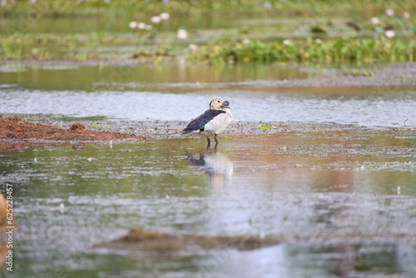 Obraz comb duck standing in a pond