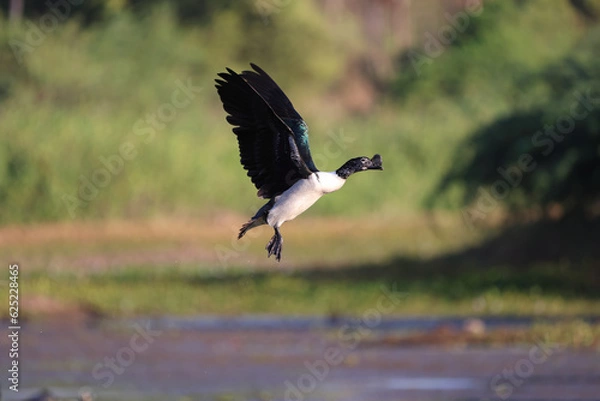 Obraz knob billed duck on flight