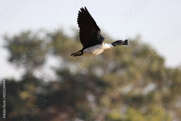 Obraz knob billed flight