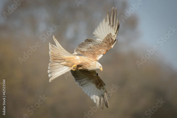 Obraz Red Kite - Leucistic form