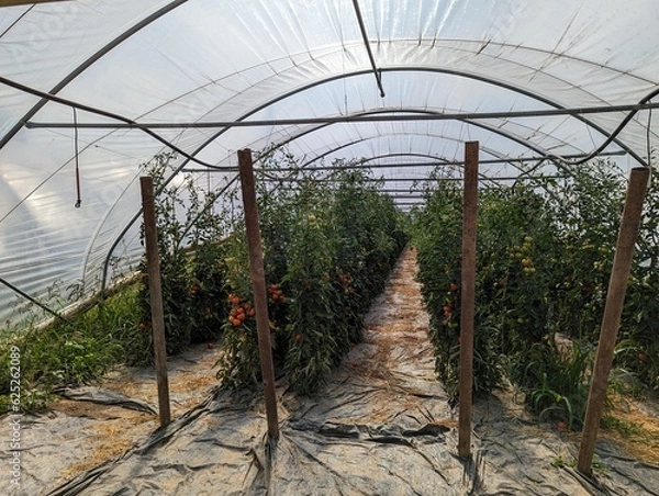 Obraz Gemüseanbau Bio Gewächshaus