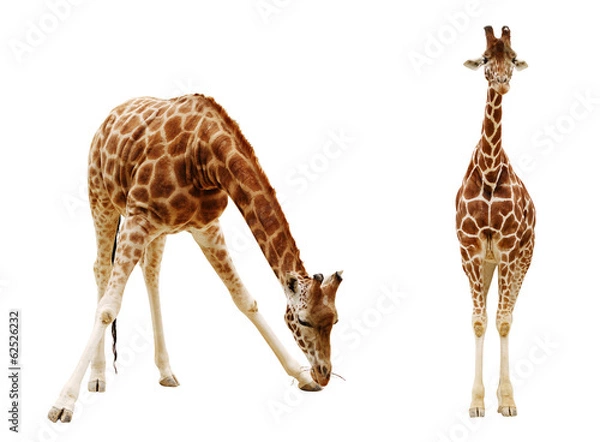 Obraz Giraffe isolated on white background