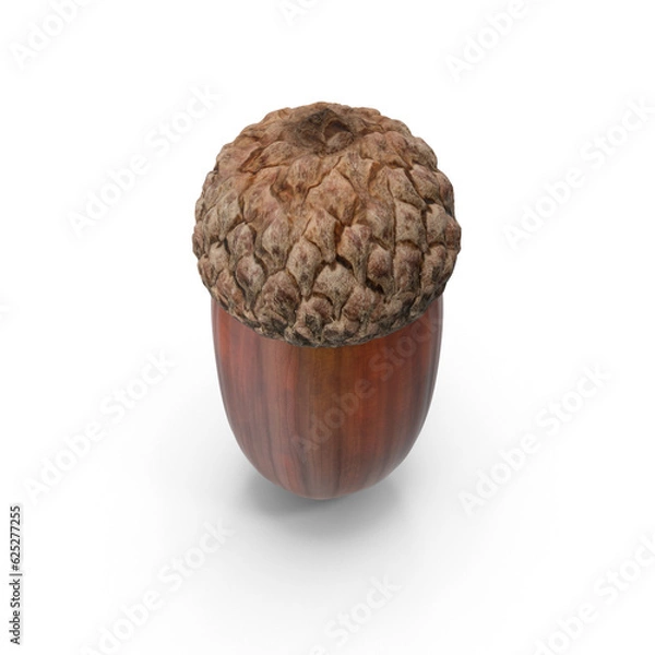 Obraz Brown dried acorn