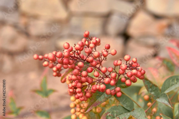 Fototapeta Red fruits of Cornicabra plant on out-of-focus background