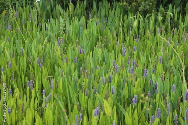 Obraz Wild flowers in swamp