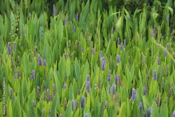 Obraz Purple wild flowers