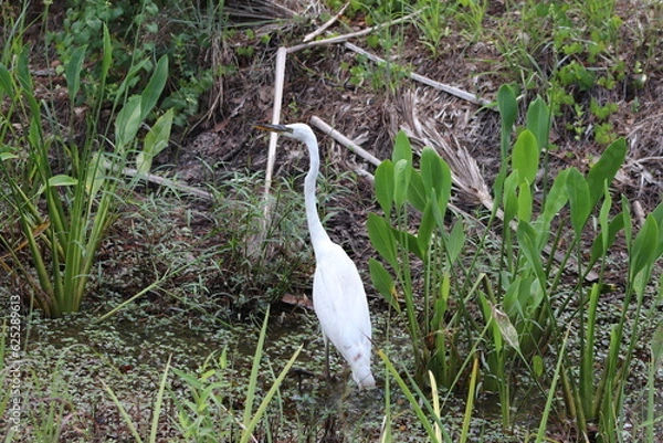 Obraz Great Egret