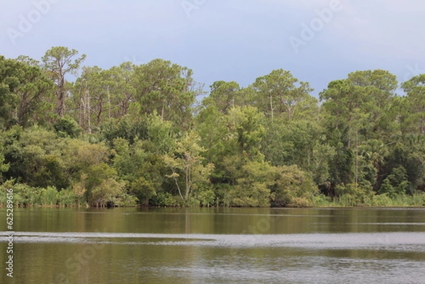 Obraz Swamp treeline