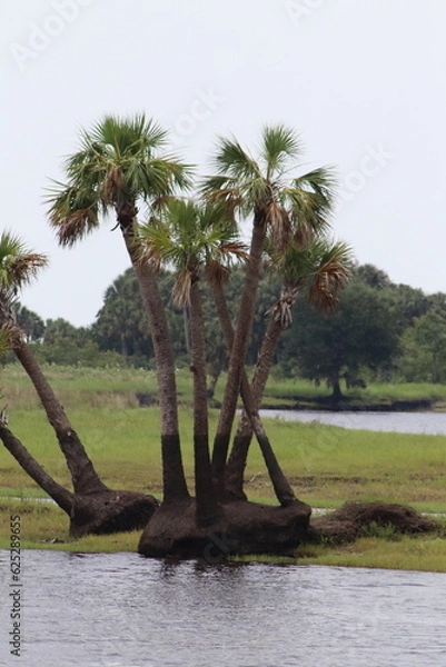 Obraz Flood line on palm trees
