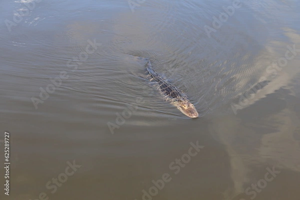 Obraz alligator in river