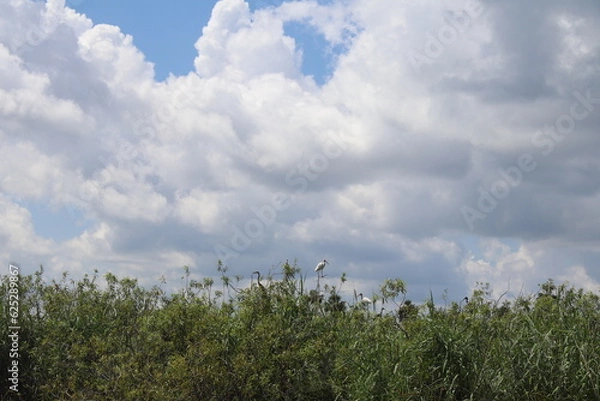 Obraz cloudy sky with overgrown foliage