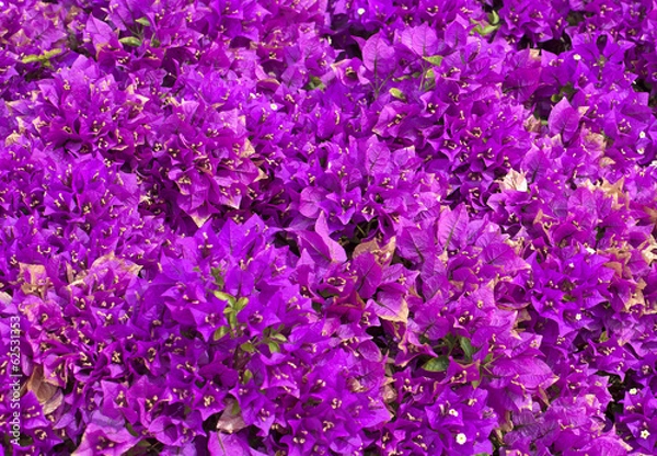 Obraz pink flowers closeup