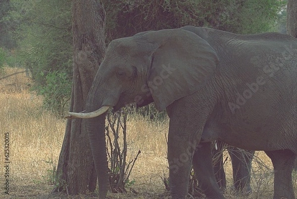 Obraz african elephant