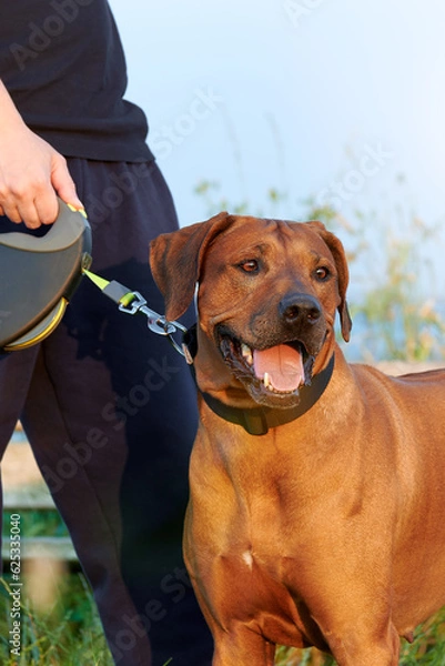 Fototapeta Dog on a leash next to man Rhodesian ridgeback dog Leashed dog