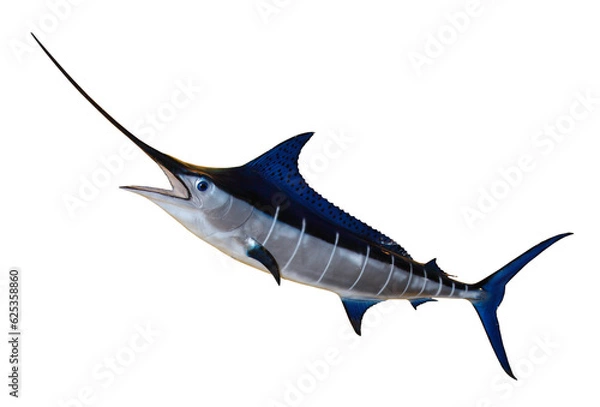 Obraz Swordfish - Blue Marlin isolated on transparent or white Background. Photography.