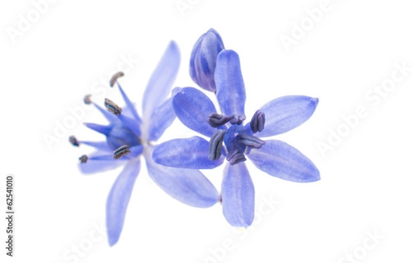 Fototapeta first spring flower - scilla siberica
