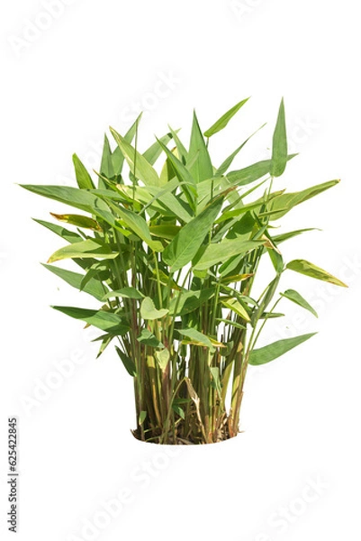 Obraz plant isolated background