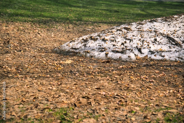 Obraz 札幌　北海道大学の構内の光景