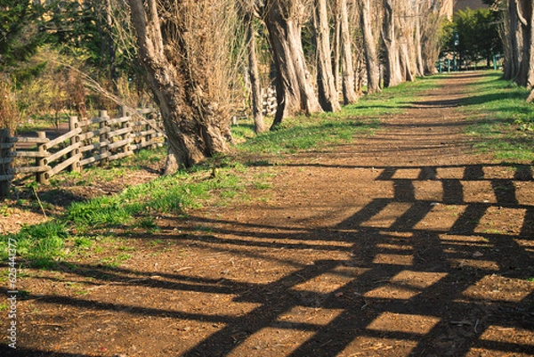 Obraz 札幌　北海道大学の構内の光景