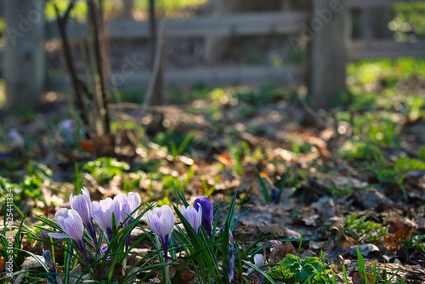 Obraz 札幌　北海道大学の構内の光景