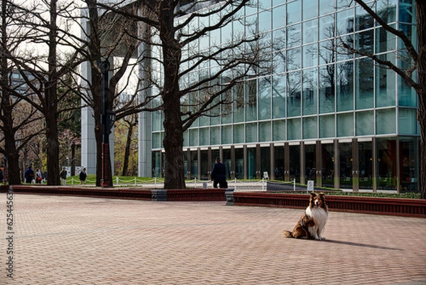 Obraz 北海道　札幌　赤レンガ旧庁舎の犬と人物
