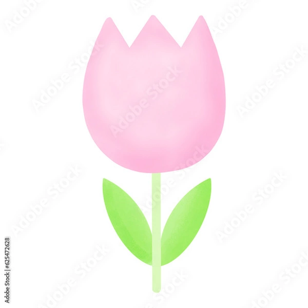 Fototapeta a pink tulip on a transparent background
