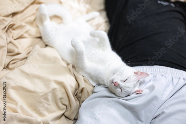 Fototapeta 仰向けで眠る白猫