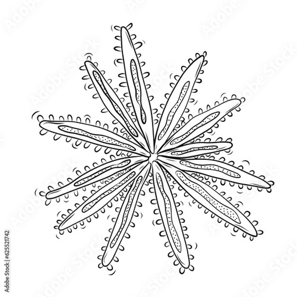 Fototapeta Pycnopodia Starfish Vector Illustration in Doodle Style