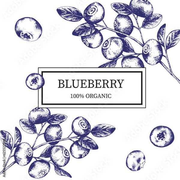 Fototapeta Vector label template with the image of a branch with blueberries in engraving style. Hand drawn blueberries