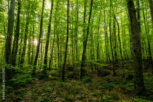 Fototapeta Spring sunrise in La Fageda D En Jorda Forest, La Garrotxa, Spai