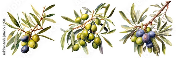 Obraz Olives seamless pattern color sketch style hand drawn background, olive branches with leaves on white background. Italian food. ai