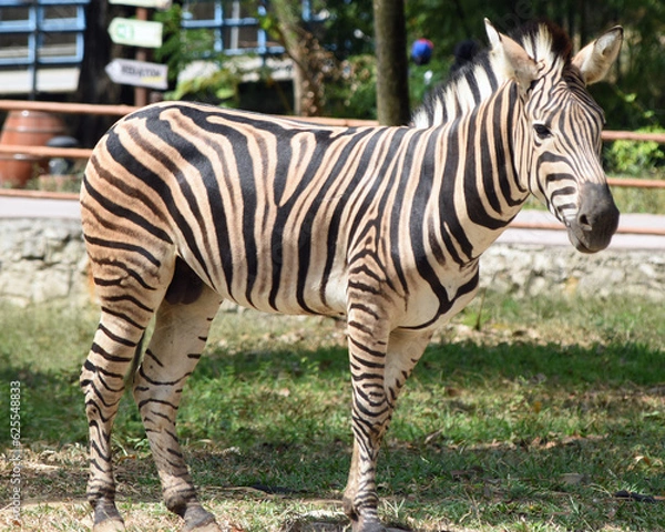 Fototapeta A zebra standing in the zoo