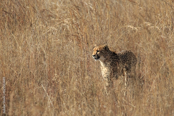 Obraz Cheetah in the long grass