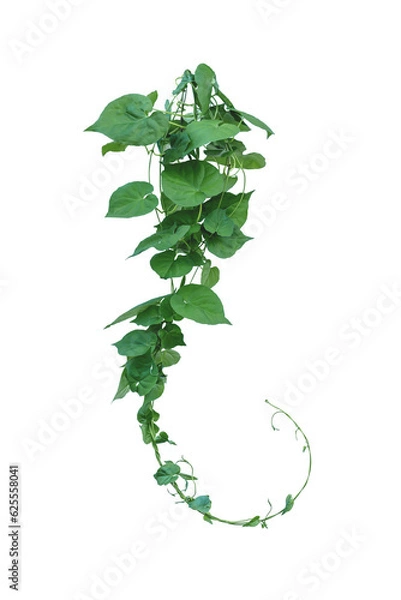 Fototapeta Vine with green leaves, heart shaped, twisted separately on a white background