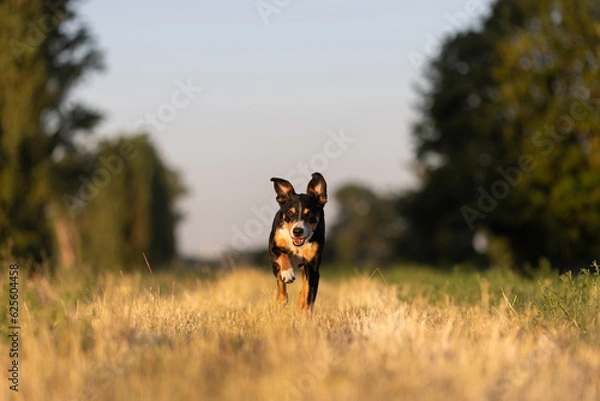 Fototapeta Beautiful dog running in a field on sunset