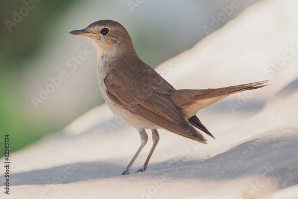 Fototapeta Close up view of a common nightingale, with out of focus background